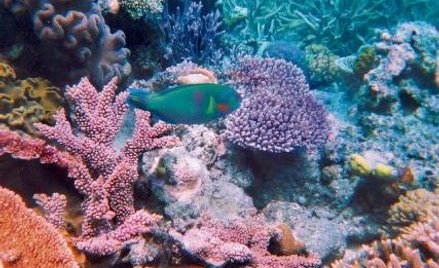 Wielka Rafa Koralowa zagrożona