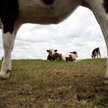 Amerykański koncern Tyson Foods będzie badał DNA wołowiny