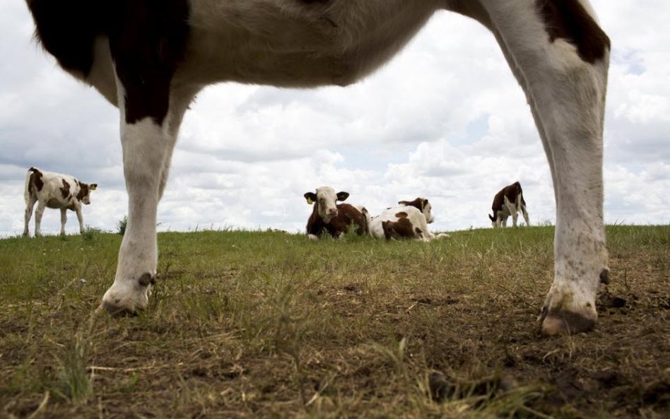 Amerykański koncern Tyson Foods będzie badał DNA wołowiny
