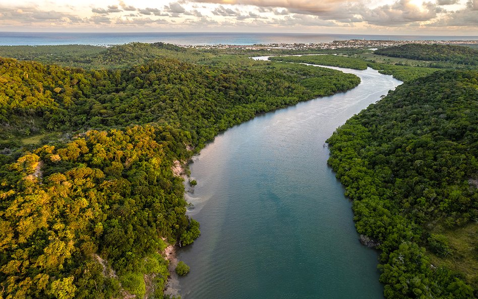 Rzeka leśna wpadająca do Atlantyku, w Pernambuco, Brazylia