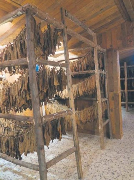 Najlepsze tereny dla uprawy tytoniu znajdują się na obrzeżach miasta Santiago, w północno-środkowej 