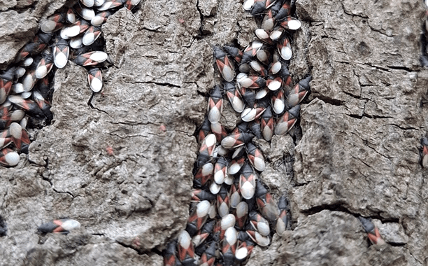 Nieproszony gość z południa. Co warto wiedzieć o skupieńcu lipowym?