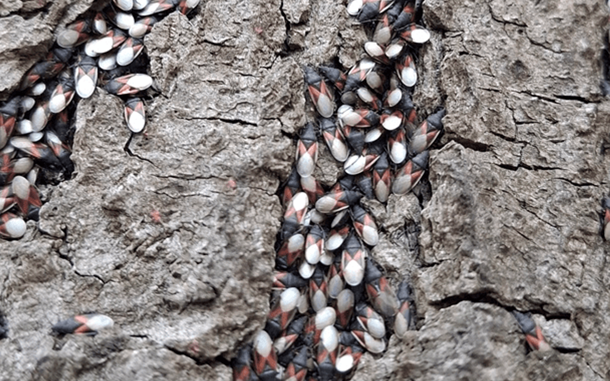 Nieproszony gość z południa. Co warto wiedzieć o skupieńcu lipowym?