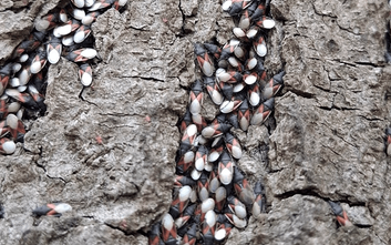 Skupieniec lipowy (Oxycarenus lavanterne) to nowy, ale niegroźny gość w naszych parkach i ogrodach