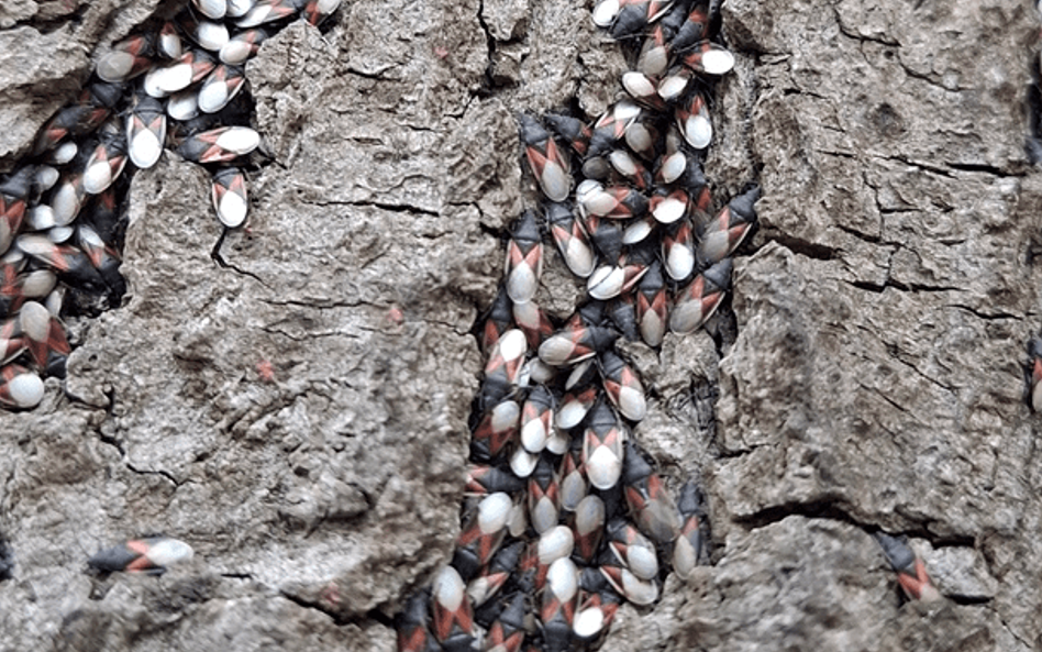 Skupieniec lipowy (Oxycarenus lavanterne) to nowy, ale niegroźny gość w naszych parkach i ogrodach