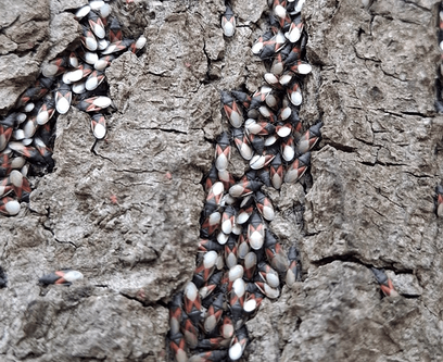 Skupieniec lipowy (Oxycarenus lavanterne) to nowy, ale niegroźny gość w naszych parkach i ogrodach