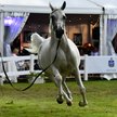 Klacz Euzona sprzedana za 220 tys. euro na aukcji Pride of Poland podczas tegorocznego Narodowego Po