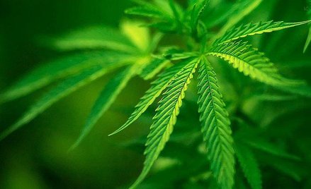 Marihuana dla dzieci chorych na epilepsję