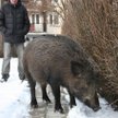 Wojewoda nie zapłaci zadośćuczynienia za atak dzika