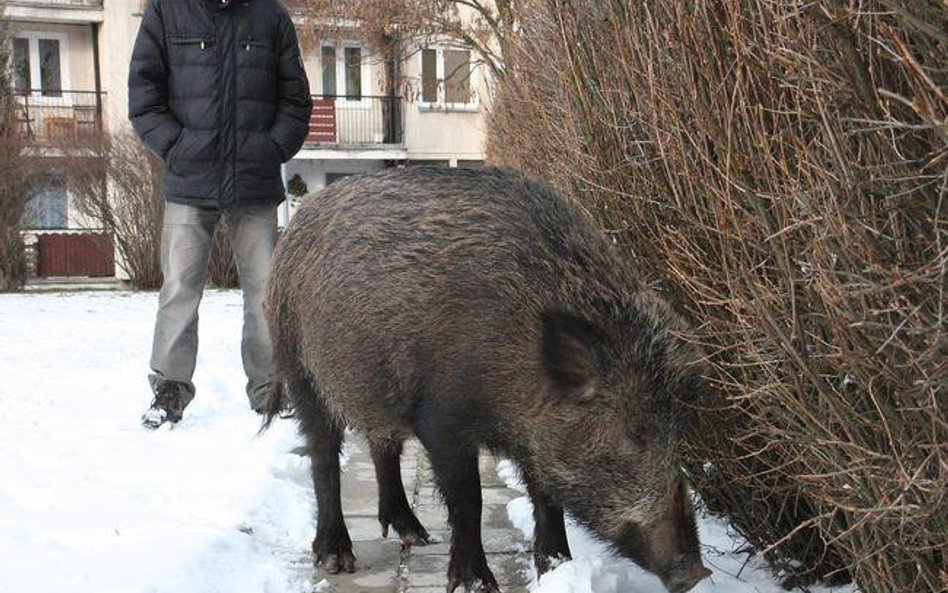 Za atak swojego dzika na człowieka Skarb Państwa nie zapłaci