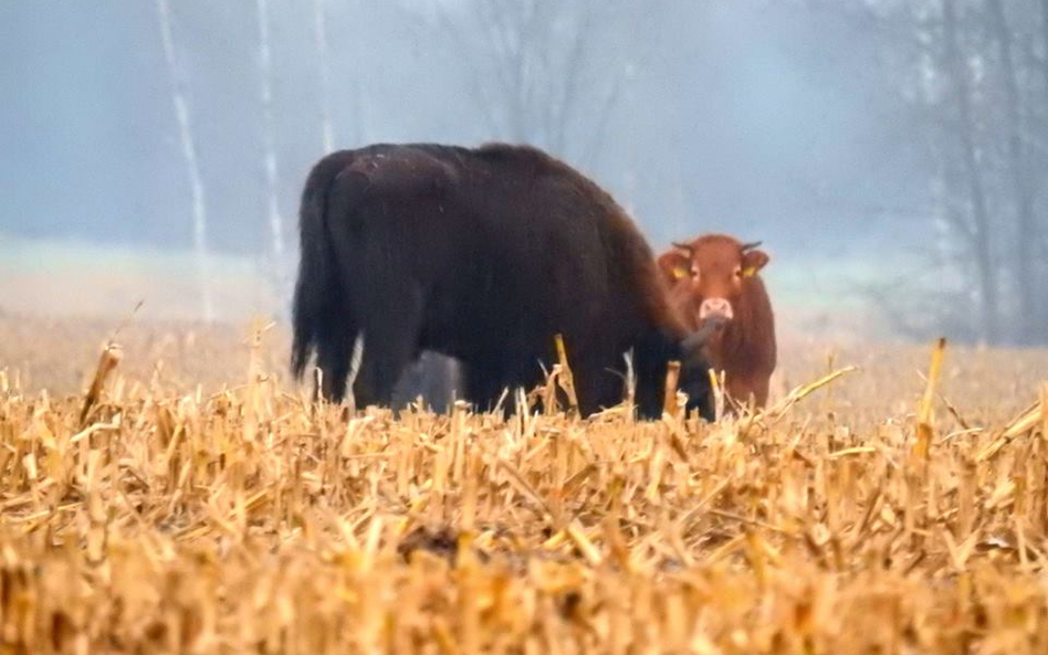 Zdjęcie autorstwa Adama Zbyryta, przyrodnika, który jako pierwszy zauważył uciekinierkę w żubrzym st