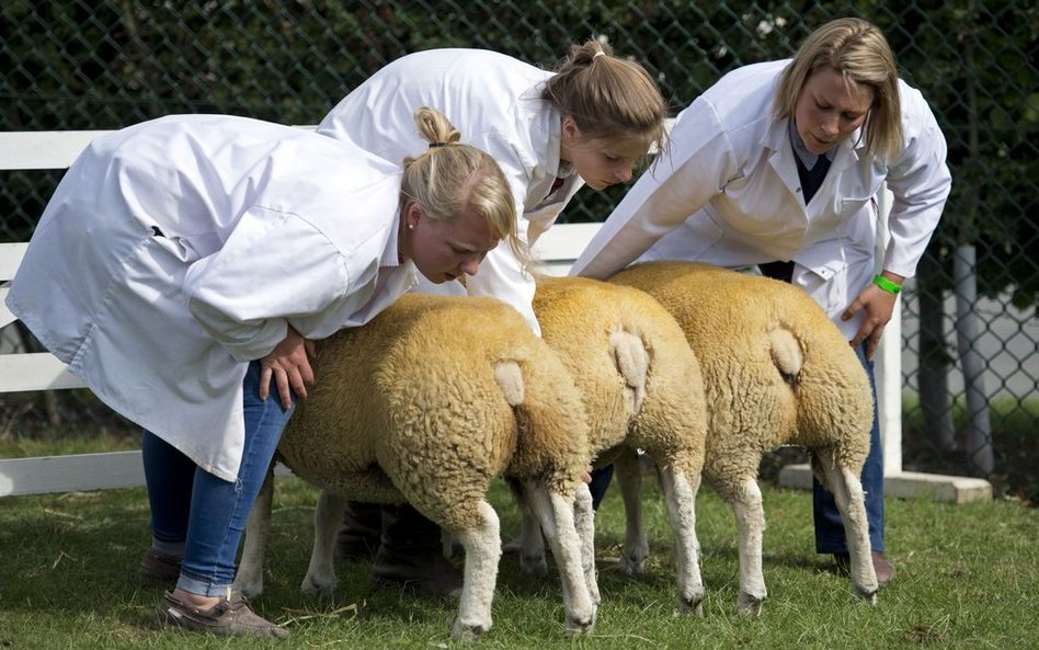 Rolnicy podczas pierwszego dnia Great Yorkshire Show w północnej Anglii.