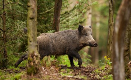 Ekspert: odstrzał dzików nic nie da, ale będzie wykonany