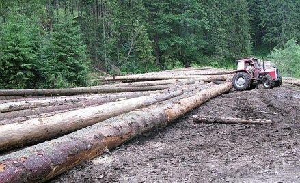 Sprzedaż drewna po nowemu