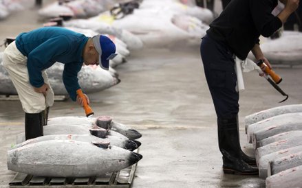 Ostatni aukcja tuńczyka na starym rynku rybnym Tsukiji w Tokio