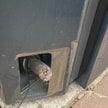 Kable do ładowania samochodów elektrycznych