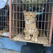 Lwy z kijowskiego zoo dotarły do Poznania w niedzielę