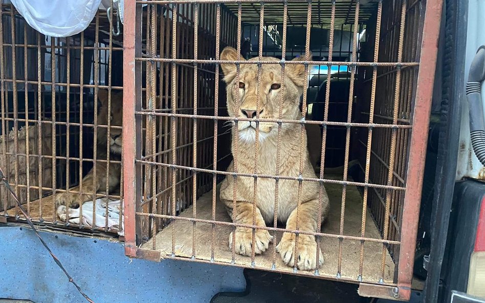 Lwy z kijowskiego zoo dotarły do Poznania w niedzielę