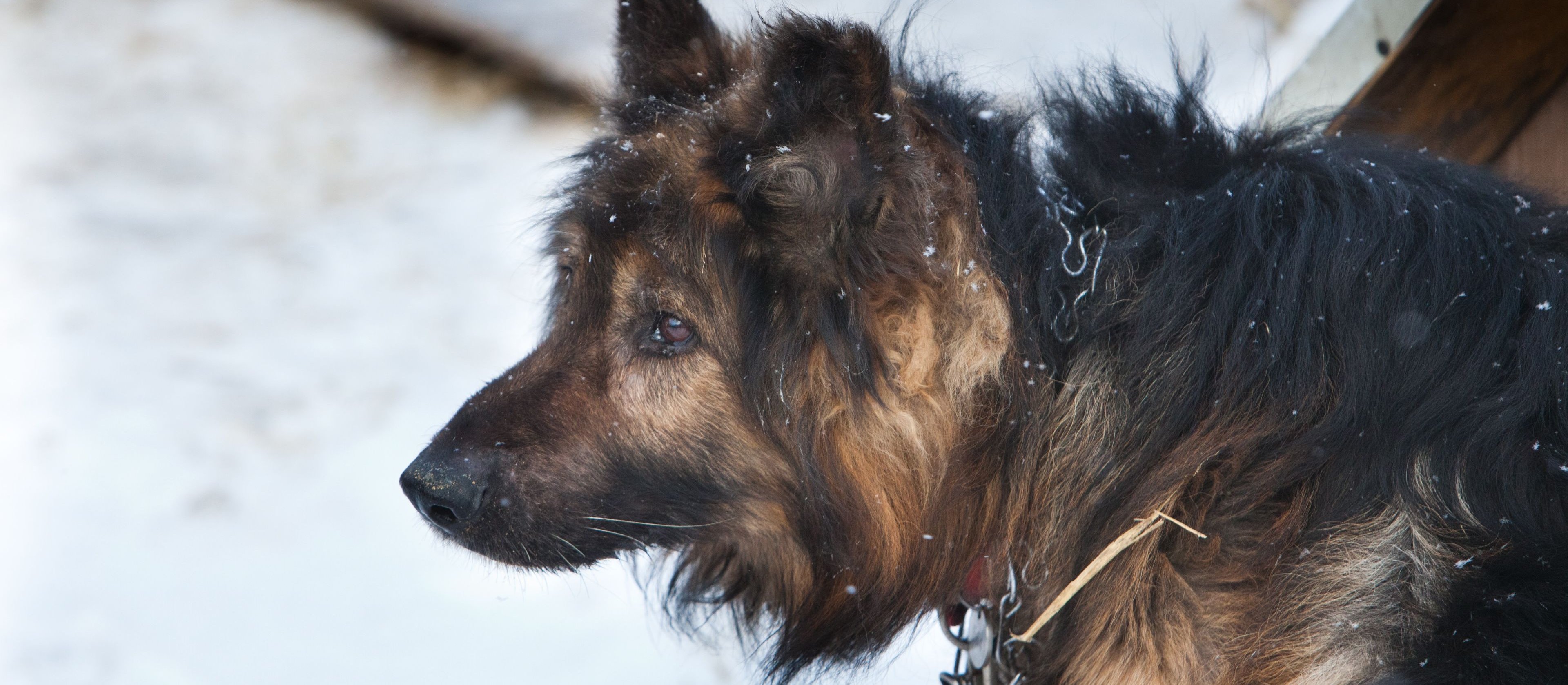 Bogusław Chrabota: Polskie psy zakładnikami w wojnie pałaców