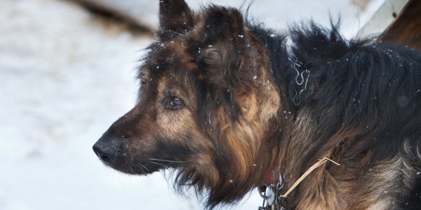 Bogusław Chrabota: Polskie psy zakładnikami w wojnie pałaców