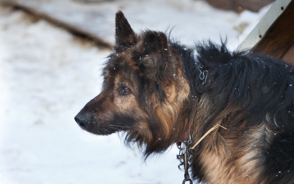 Karol Nawrocki zawetował ustawę, która miała uwolnić psy z łańcuchów