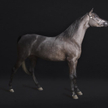 „Wersa”, Figura animalis