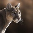 Gdzie powinna przebywać puma - z właścicielem czy w zoo?