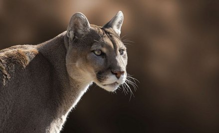 Gdzie powinna przebywać puma - z właścicielem czy w zoo?