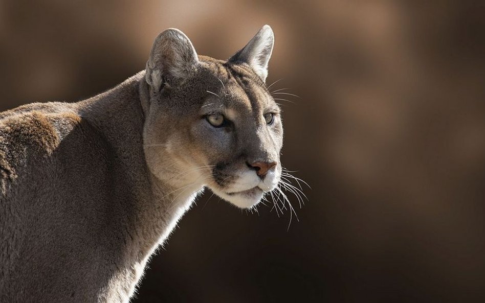 Gdzie powinna przebywać puma - z właścicielem czy w zoo?