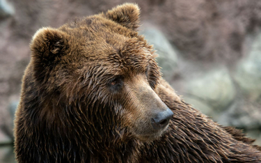 Słowacja: Niedźwiedź zagryzł mężczyznę