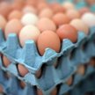 Aldi nie będzie już sprzedawać jajek z chowu klatkowego
