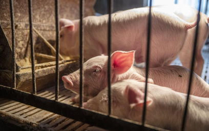 ASF: Chiny mają 3-letni plan odbudowy hodowli świń