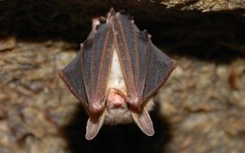 Niezwykle znalezisko w pozostawionych na balkonie butach