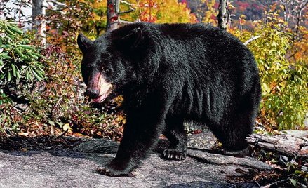 Baribale z lasów północy