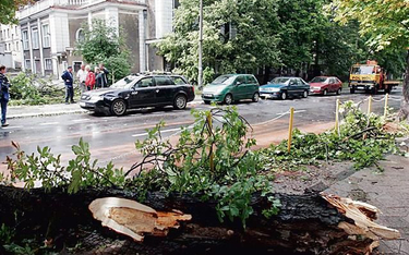 Niedawne nawałnice powaliły w Poznaniu kilkaset drzew