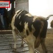 Okrutne targi dla zwierząt