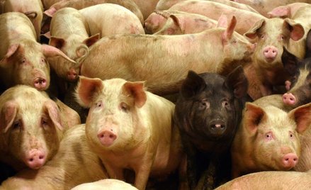 Rolnicy kupili ZM Salus