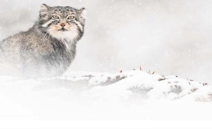 Śladami nieuchwytnej śnieżnej Pantery