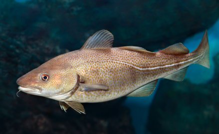 Dorsz atlantycki
