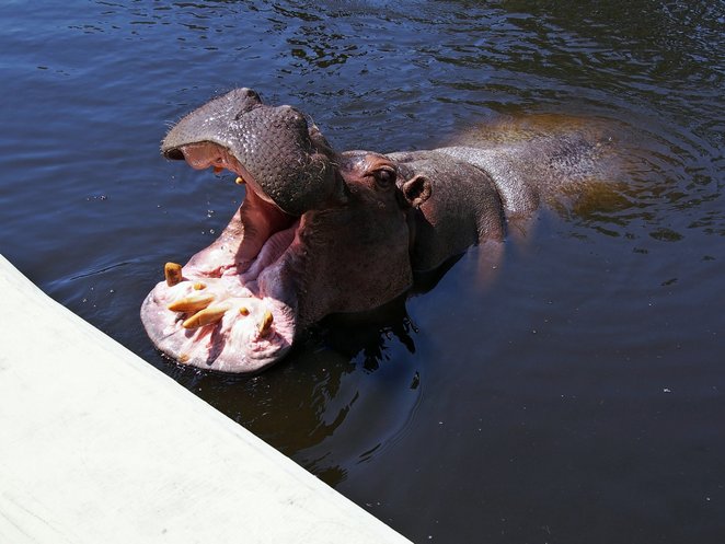 Pelagia urodziła się w 1985 roku we Wrocławiu