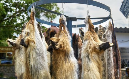 PiS wycofuje się z zakazu hodowli zwierząt na futra