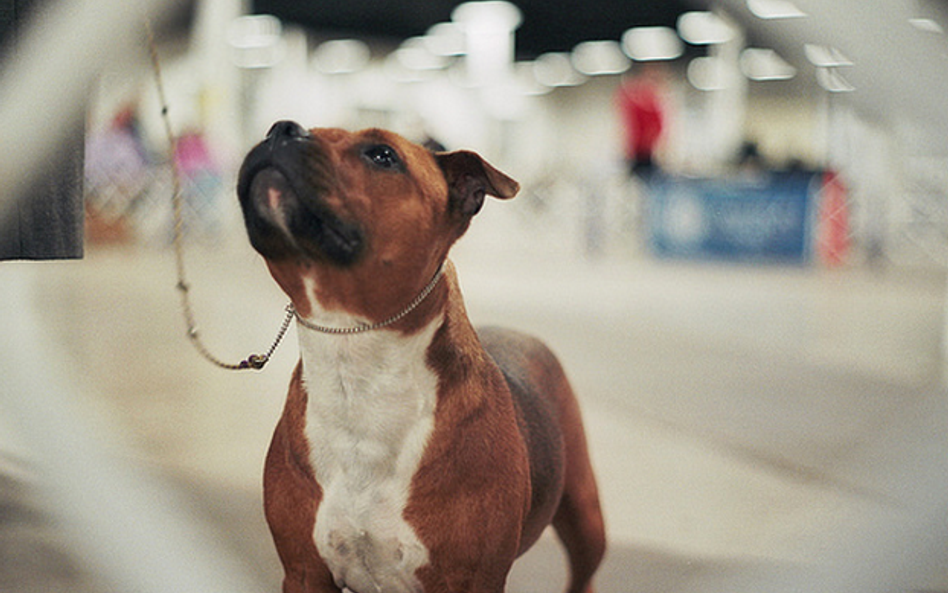 Staffordshire Bull Terrier.