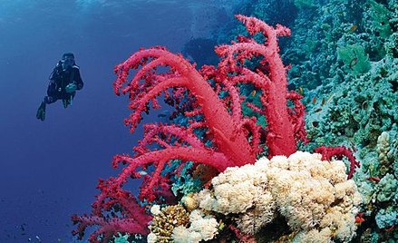 Raport WWF: przejadamy bogactwa naturalne Ziemi