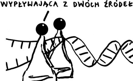 Rysuje Janusz Kapusta