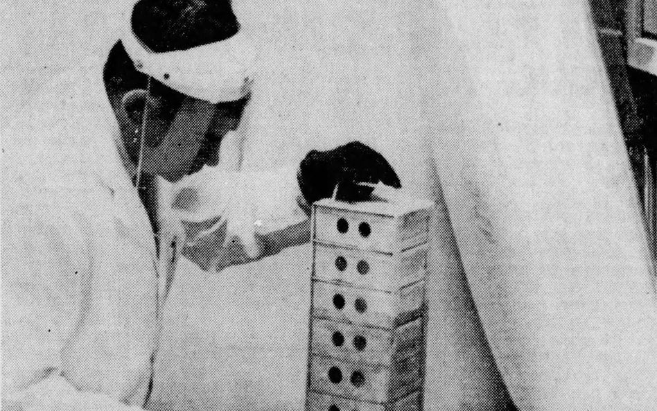 Leonard Hayflick (1928–2024) wyjmuje komórki WI-38 ze zbiornika z ciekłym azotem. Te komórki ocaliły