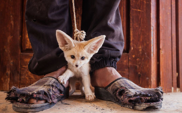 Fenki bardzo często przechwytywane są w celu nielegalnego handlu zwierzętami. Znajdujący się na zdję