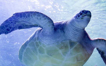 USA: Żółwie morskie umierają z zimna. "Skutek ocieplenia"