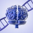 Homo sapiens osiągnęli sukces ewolucyjny m.in. dzięki zmianom w biochemii mózgu