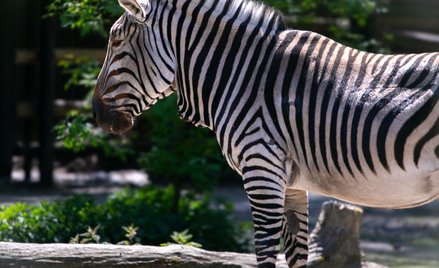 Podczas letnich upałów o komfort i bezpieczeństwo trzeba zadbać także w Warszawskim ZOO