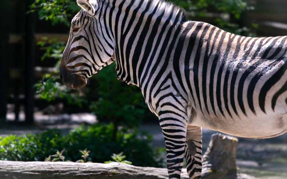 Podczas letnich upałów o komfort i bezpieczeństwo trzeba zadbać także w Warszawskim ZOO